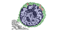 Chapter 10 - Lymphoid System