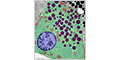 Chapter 12 - Exocrine Glands