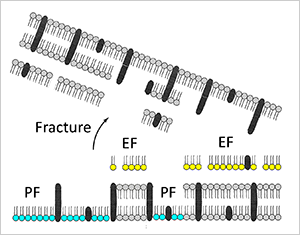 freeze fracture