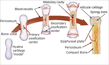 bone development